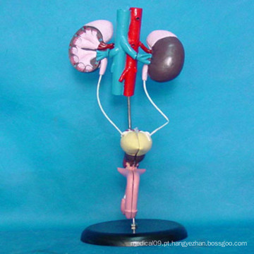 Modelo Anatômico do Sistema Urinário Masculino para Ensino Médico (R110303)